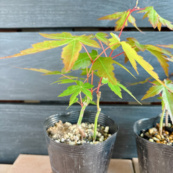 もみじ　苗 5枚目の画像