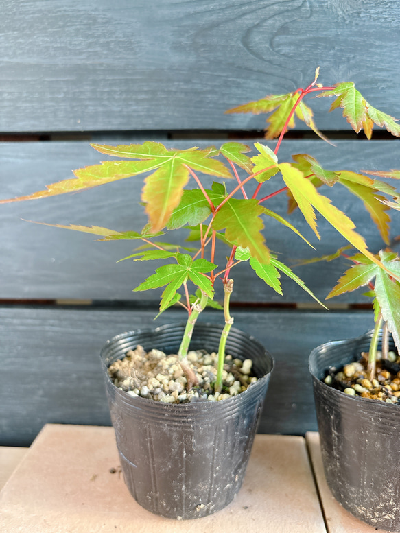 もみじ　苗 5枚目の画像