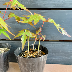 もみじ　苗 6枚目の画像