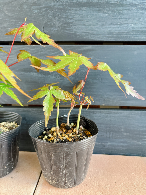 もみじ　苗 6枚目の画像