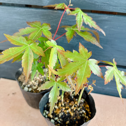 もみじ　苗 7枚目の画像