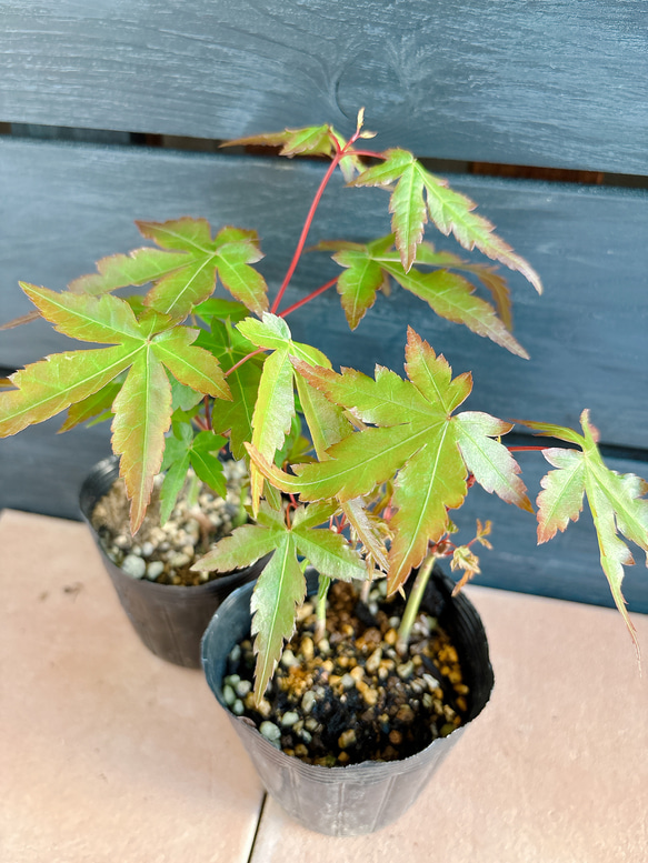 もみじ　苗 7枚目の画像