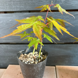 もみじ　苗 3枚目の画像