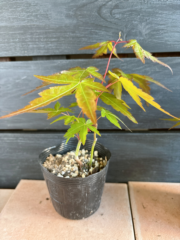 もみじ　苗 3枚目の画像