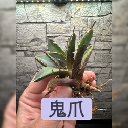 アガベ】金剛 キングコング 超良血統※同格送付 多肉植物