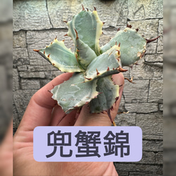 アガベ】SAD 強刺 ライムグリーンタイプ※同等品送付 多肉植物