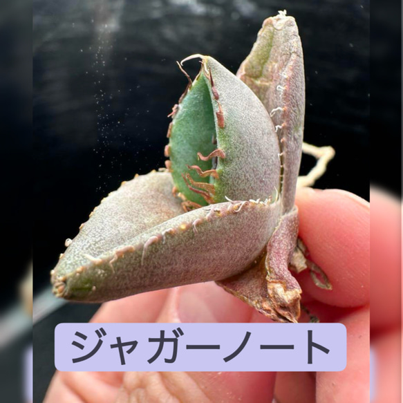 アガベ】ジャガーノート 純血 破壊神※同等品送付 多肉植物 utahensis