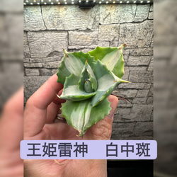 アガベ】魔丸 楊炎 大株 良株※同格品送付 多肉植物 yutaenshis