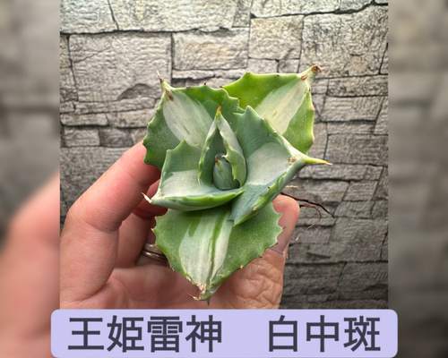 アガベ】王姫雷神 白中斑 ※同等品送付 多肉植物 utahensis 通販
