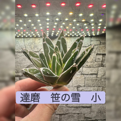 【コレクション株】　超大株　台湾白鯨　ボールタイプ アガベ】白鯨 特大株 ボールタイプ ※同等品送付 多肉植物 yutaenshis