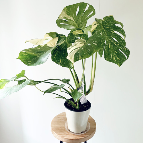 希少》斑入り モンステラ タイコンステレーション 2株植え 観葉植物