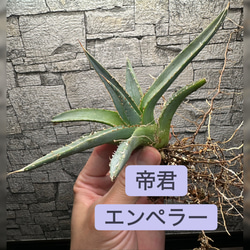アガベ】白鯨 特大株 ボールタイプ ※同等品送付 多肉植物 yutaenshis