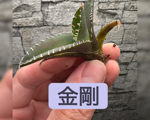 【アガベ】金剛 キングコング 発根 活着済み 育成3ヶ月 アガベ 金剛 キングコング 子株 発根済み - メルカリ