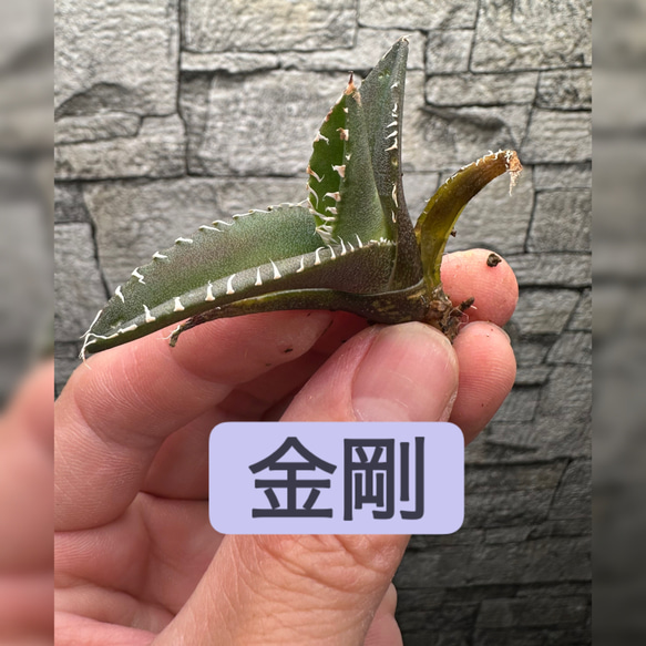 アガベ】金剛 キングコング ※同等品送付 多肉植物 yutaenshis