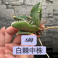 アガベ】SAD 強刺 ライムグリーンタイプ※同等品送付 多肉植物
