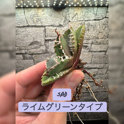 アガベ】SAD 強刺 ライムグリーンタイプ※同等品送付 多肉植物