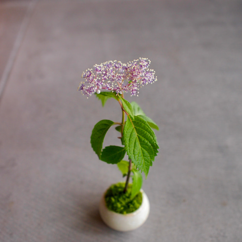 奥多摩アジサイ｜紫陽花｜ミニミニ盆栽｜盆栽 一輪挿し・花瓶・花器