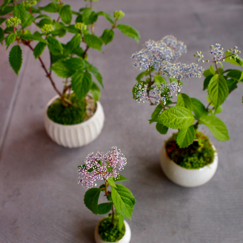 奥多摩アジサイ｜紫陽花｜ミニミニ盆栽｜盆栽 一輪挿し・花瓶・花器