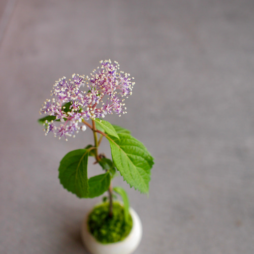 奥多摩アジサイ｜紫陽花｜ミニミニ盆栽｜盆栽 一輪挿し・花瓶・花器