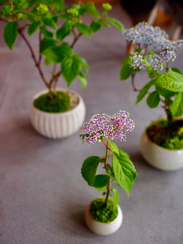 26 木彫り　持ち手付お盆　紫陽花 奥多摩アジサイ｜紫陽花｜ミニミニ盆栽｜盆栽 一輪挿し・花瓶・花器