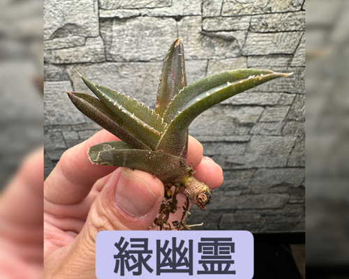 アガベ】緑幽霊 ※同等品送付 多肉植物 yutaenshis 通販 19267810