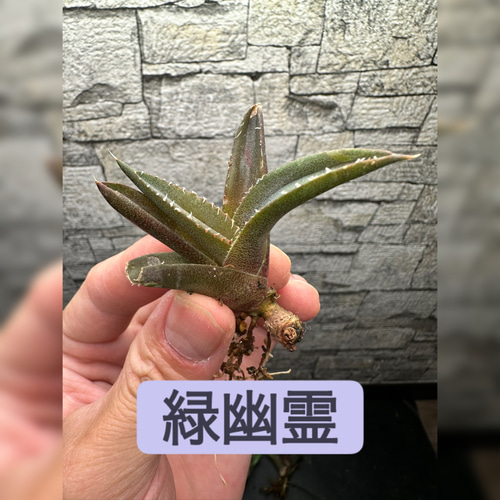 アガベ緑幽霊(斑入株、通常株の2頭株) アガベ緑幽霊(斑入株、通常株の2頭株) 2025年最新】緑