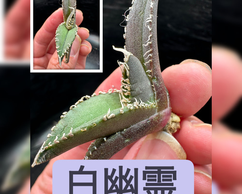 アガベ】白幽霊 ※同等品送付 多肉植物 utahensis 通販 19267861