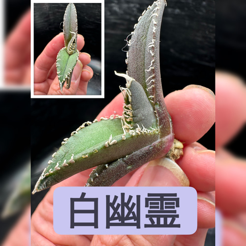 アガベ】白幽霊 ※同等品送付 多肉植物 yutaenshis 通販 19267861