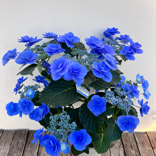 アジサイ＊クレア＊ポージィブーケ エレガンス＊ケーシィ＊ミミ