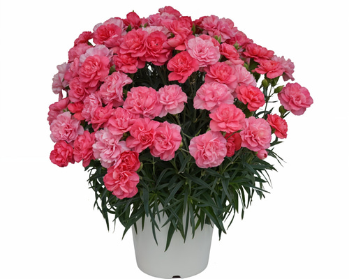 2f7122226d6b4022a6f03543c62d61