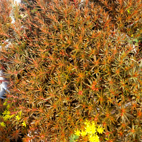 多肉植物セダム チョコレートボール50カット【育成説明書付】 多肉植物