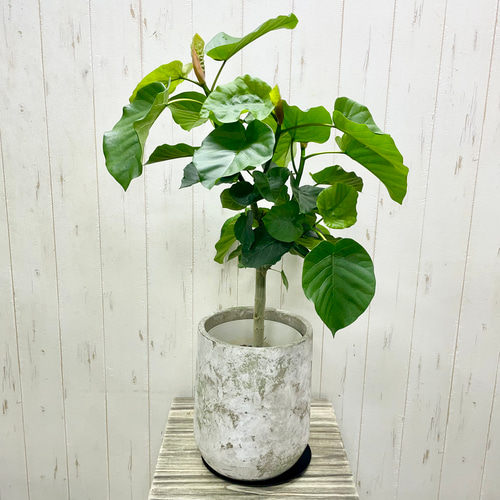 超話題新作 在庫整理SALE】斑入り観葉植物❤︎クテナンテ・ルベルシアーナ 花・観葉植物