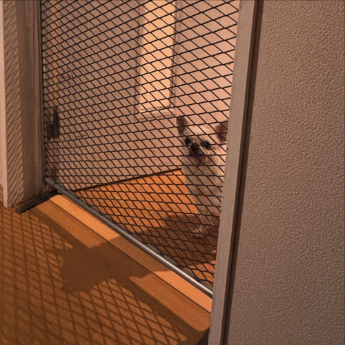 大切な愛犬を優しく仕切る手作りバリケード』自立式 アメリカン