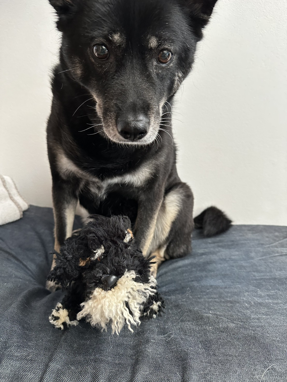 【受注制作】編みぐるみワンちゃん