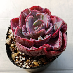 ローズアイスプラム 多肉植物 群生 多肉植物 多肉✩モンスター 通販