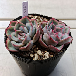 ✨ローズアイスプラム✨ ランダム配送 カット苗 寄せ植え 多肉植物 ✨ローズアイスプラム✨ ランダム配送 カット苗 寄せ植え 多肉