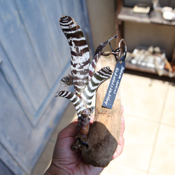 ペガサス　ビカクシダ　XXL size 極美品 現品【P. Pegasus】ビカクシダ ペガサス No342 多肉植物 匠かけつぎ