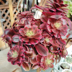 アエオニウムピンクウィッチ 美苗 ブーケ花束多頭 大形 多肉植物