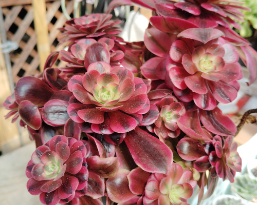 大株❤️メデューサ❤️9頭群生　アエオニウム　木立　　多肉植物　ブーケ 大株❤️メデューサ②❤️9頭群生 アエオニウム 多肉植物 木立