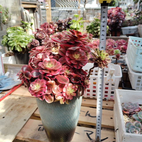 アエオニウムメデューサ 大形 超美苗 韓国苗＆韓国鉢 ブーケ花束