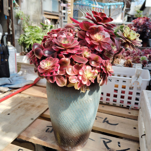 アエオニウムメデューサ 大形 超美苗 韓国苗＆韓国鉢 ブーケ花束