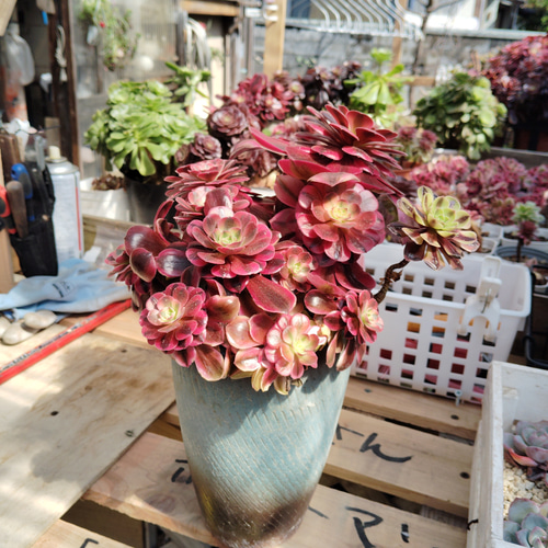 アエオニウムメデューサ 大形 超美苗 韓国苗＆韓国鉢 ブーケ花束