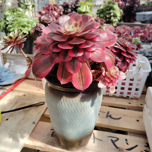 アエオニウムメデューサ 大形 超美苗 韓国苗＆韓国鉢 ブーケ花束