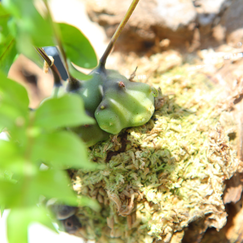 レカノプテリスsp