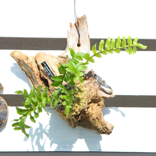 Lecanopteris sp. 'Yellow Tip'】レカノプテリス・イエロー