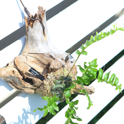 レカノプテリスsp