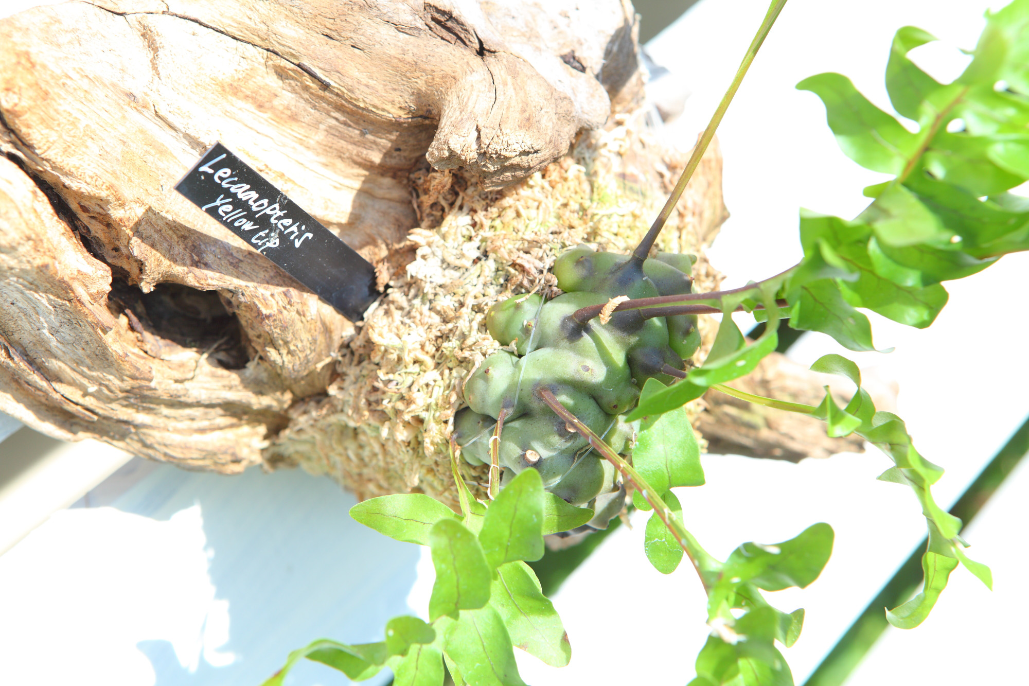 【 Lecanopteris sp. ‘Yellow Tip’】レカノプテリス・イエローチップ　No.J101