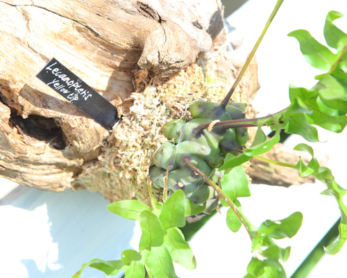 Lecanopteris sp. 'Yellow Tip'】レカノプテリス・イエロー