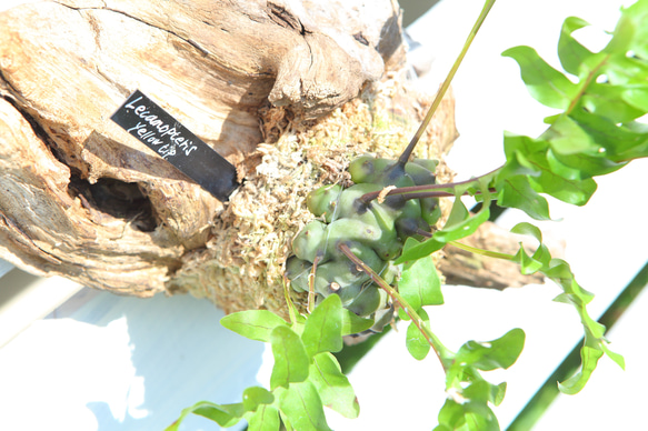 Lecanopteris sp. 'Yellow Tip'】レカノプテリス・イエロー
