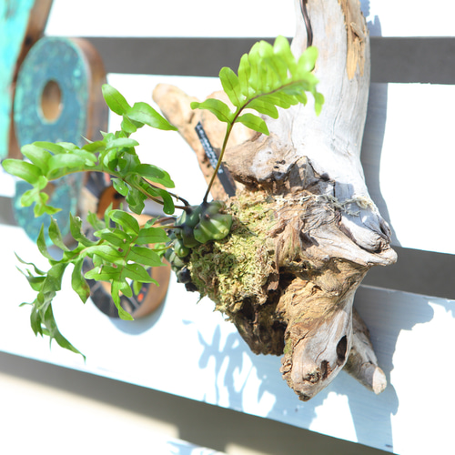 Lecanopteris sp. 'Yellow Tip'】レカノプテリス・イエロー